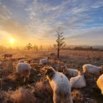 Troostcafé Nieuwjaar: schapen bij zonsondergang