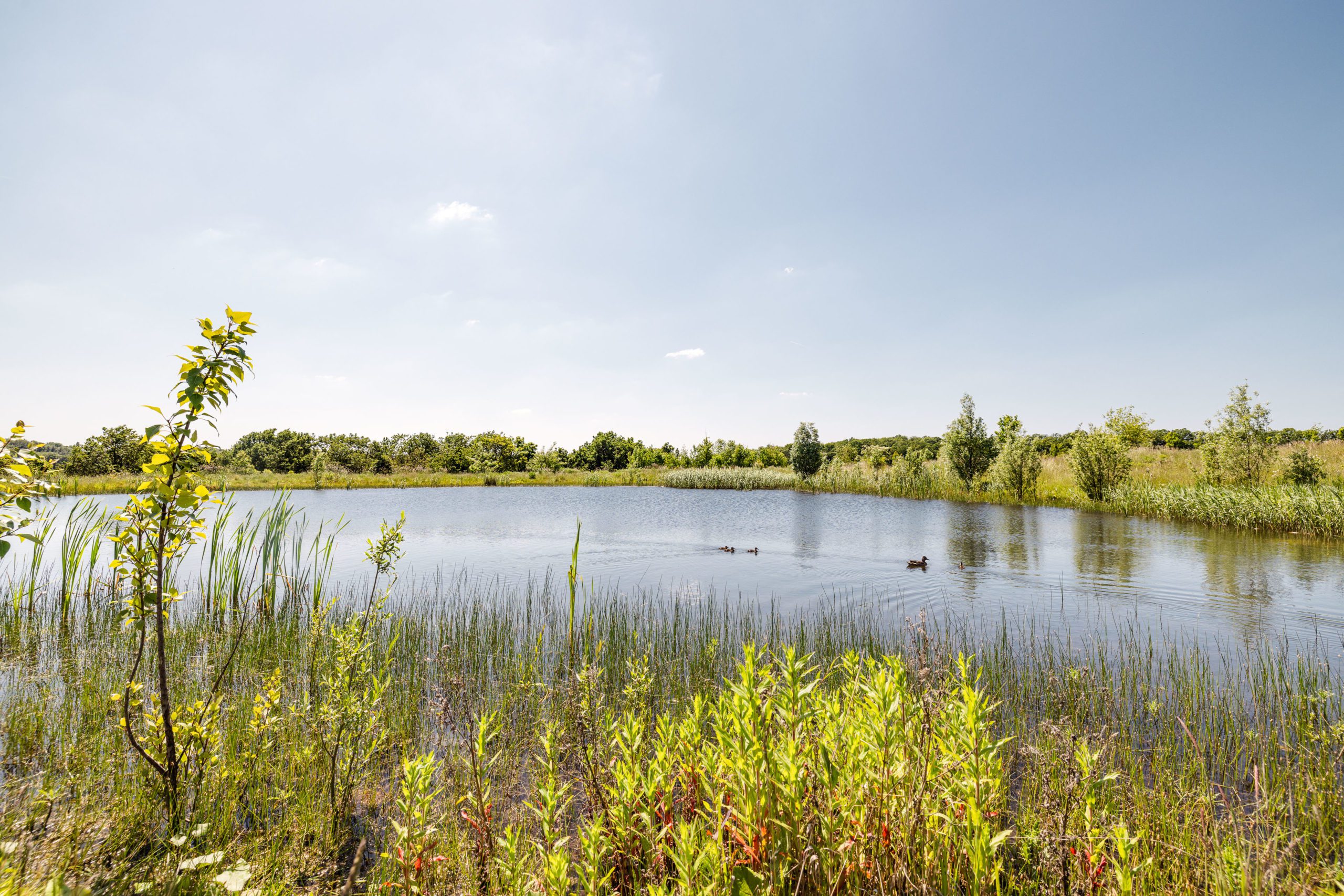 Natuur, Natuurontwikkeling op de voormalige Hermangroeve, gecertificeerd natuurgebied, informatieavond