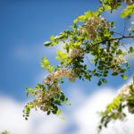 Vorteile einer naturlichen Bestattung