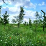 Margrieten en andere veldbloemen op Eygelshof, rundgang