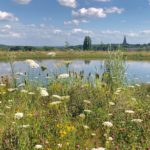 Veldbloemen op Natuurbegraafplaats Eygelshof, over ons, foto's natuurgebied