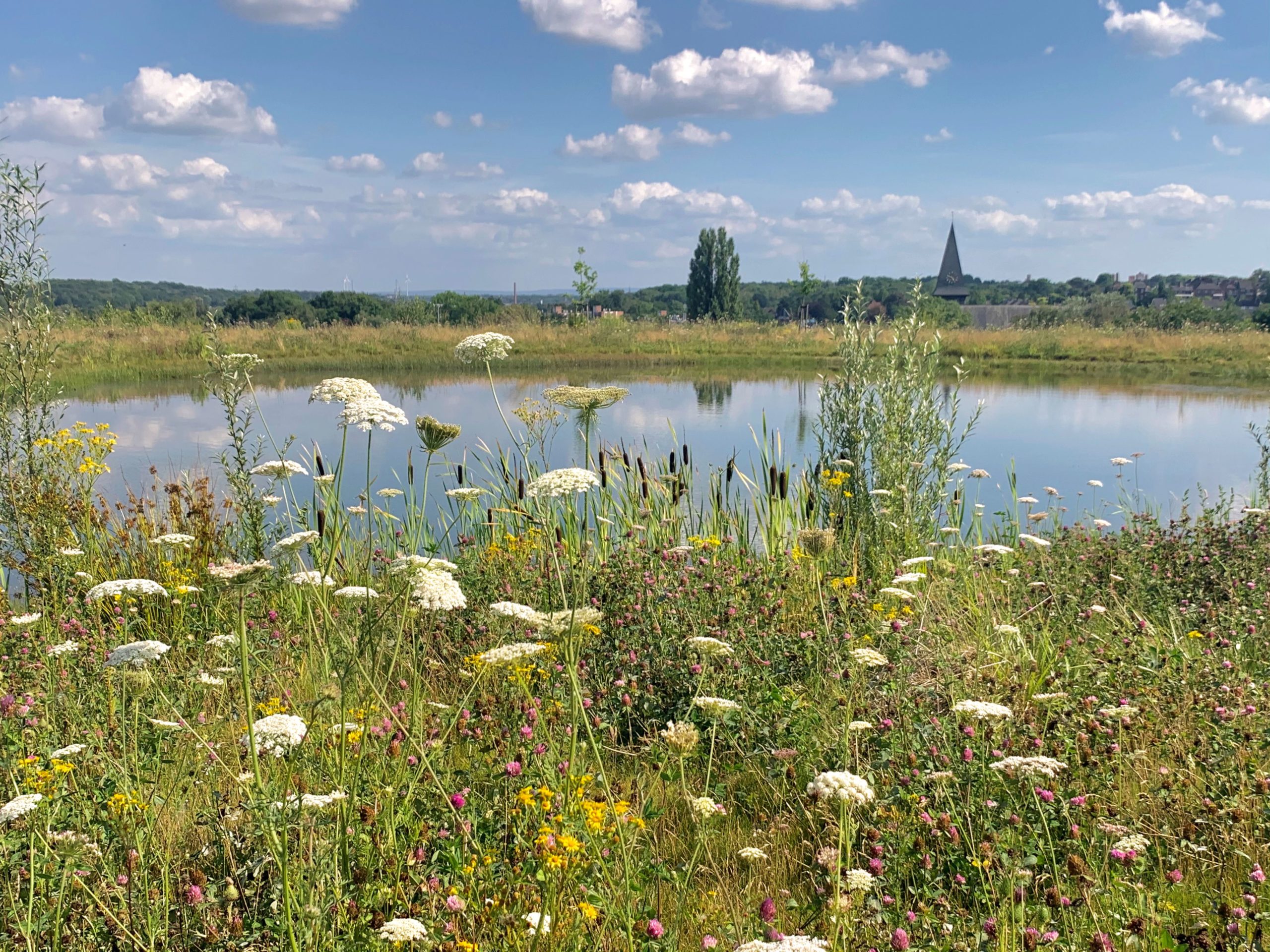 Veldbloemen op Natuurbegraafplaats Eygelshof