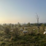 Schapen Eygelshof september 2024, foto's natuurgebied