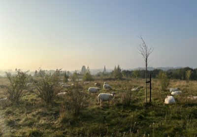 Schapen Eygelshof september 2024, foto's natuurgebied