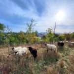 Schapen op de helling, foto's natuurgebied, impressie