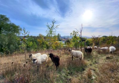 Schapen op de helling, foto's natuurgebied, impressie