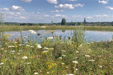 Bloemen op Eygelshof