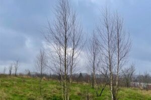 berk, betula pendula