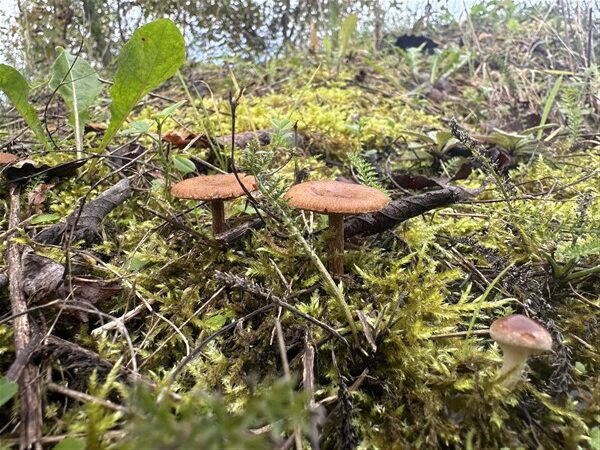 Paddenstoelen